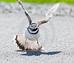 Killdeer bird warding off danger