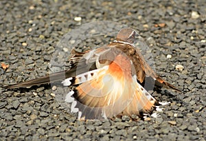 Killdeer Broken Wing Dance