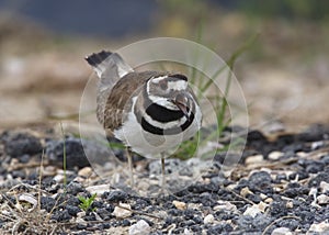 Killdeer Calling and Defending its Nesting Territory