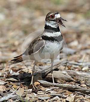 Killdeer (Charadrius vociferus)