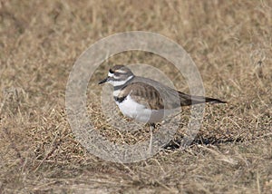 Killdeer charadrius vociferus