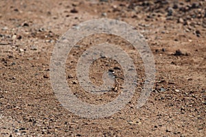 Killdeer Charadrius vociferus 2