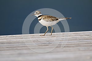 Killdeer Charadrius vociferus