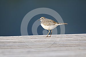 Killdeer Charadrius vociferus