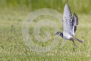 The killdeer (Charadrius vociferus)