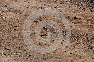 Killdeer Charadrius vociferus 3