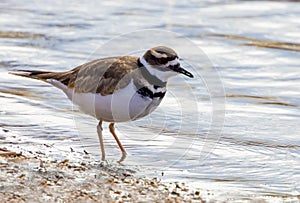 Killdeer (Charadrius vociferus}