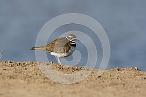 Killdeer, Charadrius vociferus