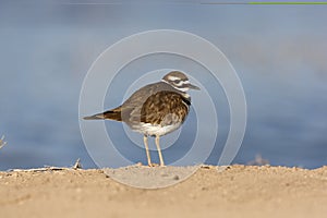 Killdeer, Charadrius vociferus