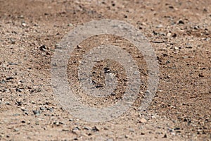 Killdeer Charadrius vociferus 4