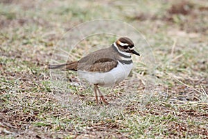 Killdeer (Charadrius vociferus)