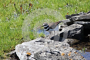 Killdeer (Charadrius vociferus)