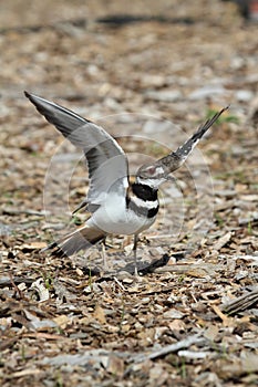 Killdeer (Charadrius vociferus)