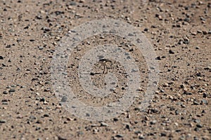 Killdeer Charadrius vociferus 6