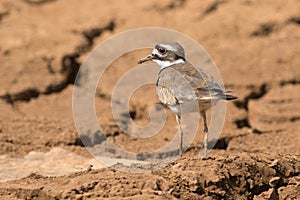 Killdeer Charadrius vociferus bird on cracked ground