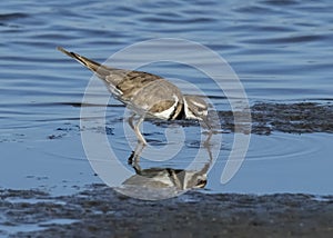 Killdeer Charadrius vociferus foraging on the mud flats, B