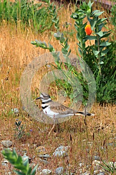 Killdeer, Charadrius vociferus, Ground Breeding Bird, Victoria, British Columbia, Canada