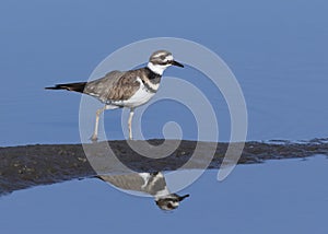 Killdeer Charadrius vociferus on the mud flats