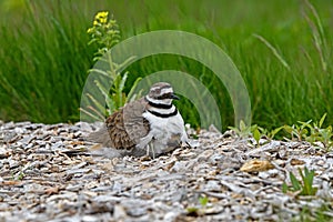 Killdeer or Charadrius Vociferus on nest.