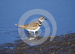 Killdeer Charadrius vociferus searching for food