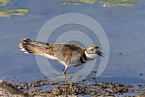 Killdeer (Charadrius vociferus) on Shore of Pond