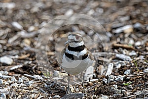 Killdeer or Charadrius Vociferus on a spring day during migration.