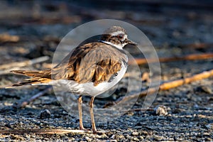 A killdeer Charadrius vociferus standing on the ground searching for food in Canada