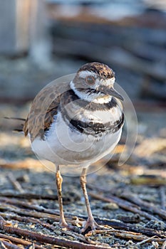 A killdeer Charadrius vociferus standing on the ground searching for food in Canada. portrait view