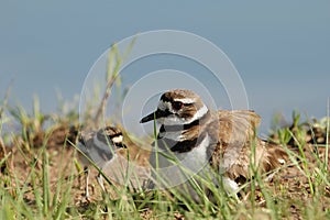 Killdeer And Chic photo