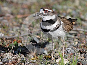 Killdeer Closeup - Charadrius vociferus