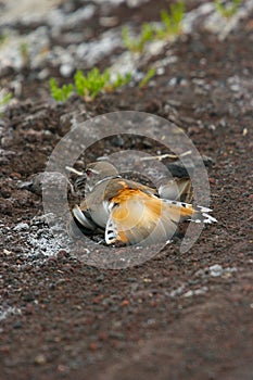 Killdeer feigning injury