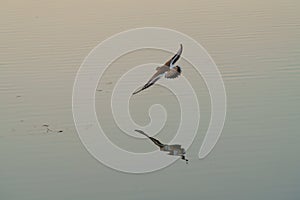 Killdeer flying at seaside