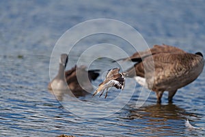 Killdeer flying at seaside