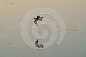 Killdeer flying at seaside