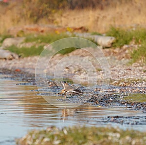 Killdeer flying at seaside