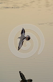 Killdeer flying at seaside