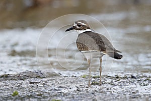 Killdeer foraging at the edge of a river - Florida photo