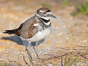 Killdeer