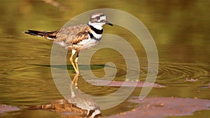 Killdeer on Lake Shore