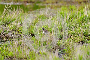 Killdeer looking for food at lakeside marsh