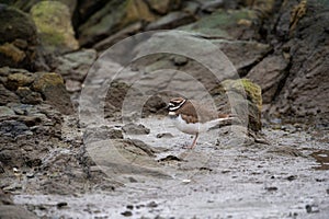 Killdeer looking for food at seaside