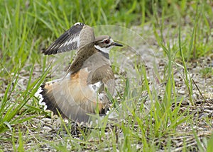 Killdeer photo