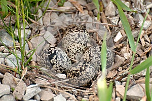 Killdeer Nest photo