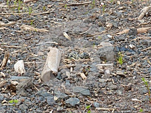 Killdeer Nest 5