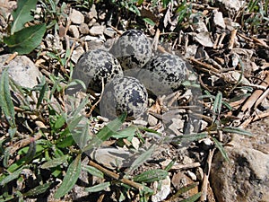 Killdeer nest