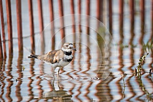 Killdeer With Fence Reflections in Toronto, Ontario