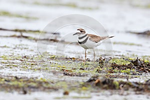 Killdeer plover bird