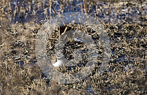 Killdeer plover bird camouflaged in pond reeds, Georgia USA