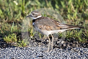 Killdeer plover bird, Georgia