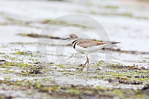 Killdeer plover bird